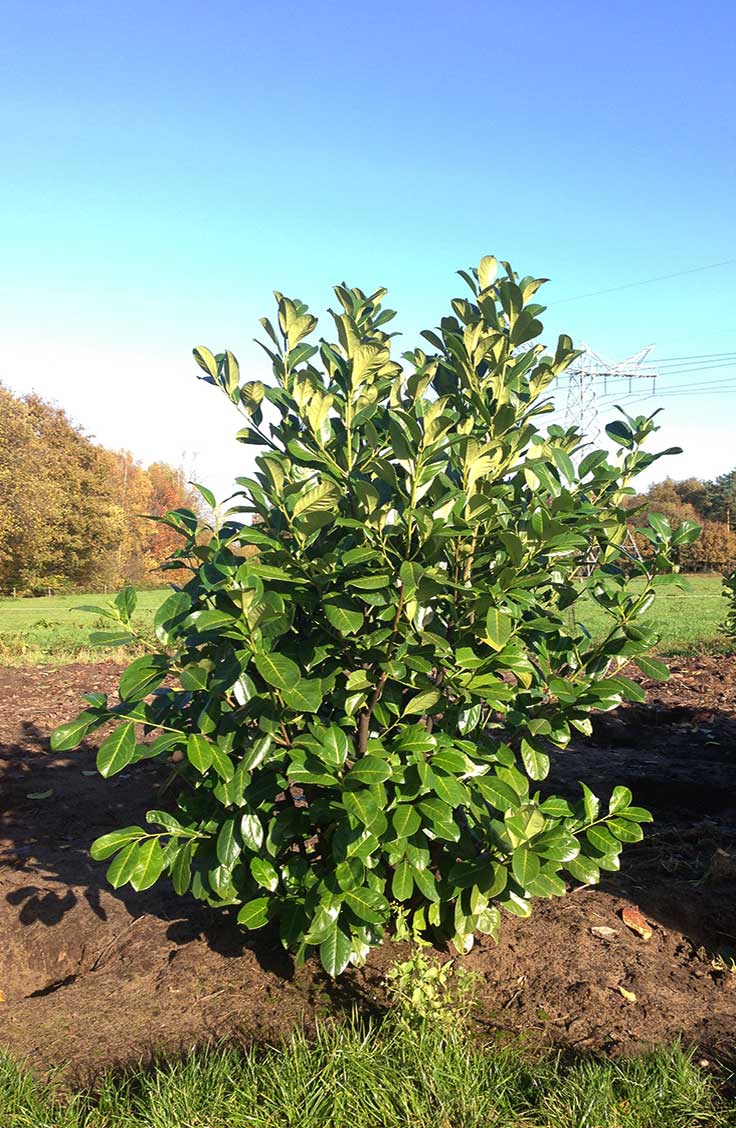 Laurbærkirsebær hæk 150–160 cm (Prunus laurocerasus ‘Novita’) – færdighæk i potte