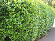 Laurbærkirsebær hæk 150–160 cm (Prunus laurocerasus ‘Novita’) – færdighæk i potte