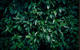 Sådan vælger du den rigtige laurbærhæk til haven