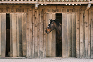 brown horse in front of brown wooden door