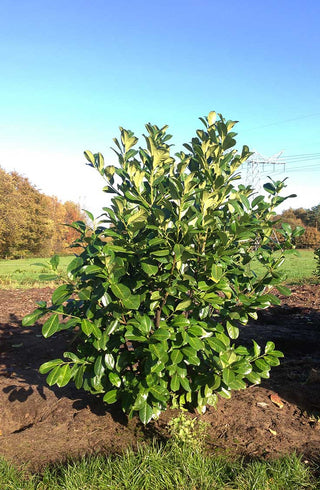 Laurbærkirsebær hæk 150–160 cm (Prunus laurocerasus ‘Novita’) – færdighæk i potte