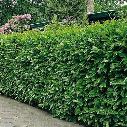 Laurbærkirsebær ‘Caucasica’ 175–185 cm – færdighæk i potte