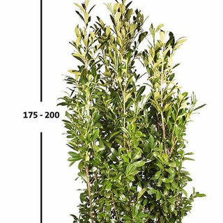Laurbærkirsebær ‘Caucasica’ 150–170 cm – færdighæk i potte