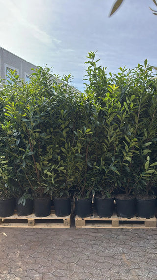 Laurbærkirsebær ‘Caucasica’ 150–170 cm – færdighæk i potte