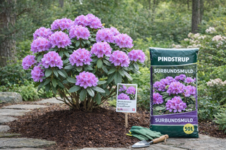 Rhododendron 60-80 cm (Catawbiense 'Grandiflorum')