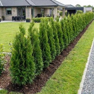 Thuja Smaragd 80-100cm