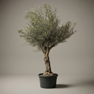 Oliventræer Arbequina +80år, 200-240cm