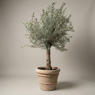 Oliventræ +35år + Krukke 'Florae Choco' Ø60 (1 stk Omplantet)