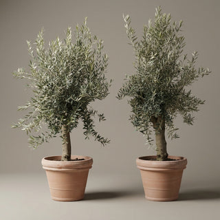 Oliventræer +35år + Krukker 'Marbella' Ø56 (2 stk Omplantet)