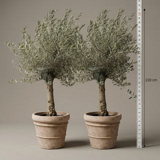 Oliventræer +35år + Krukker 'Florae Choco' Ø60 (2 stk Omplantet)