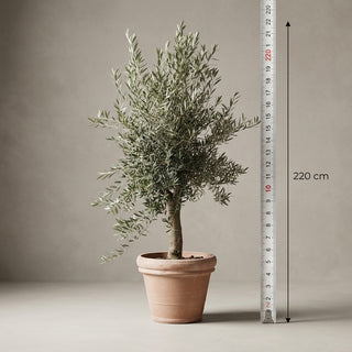 Oliventræ +35år + Marbella Krukke, Ø56cm (1 stk. Omplantet)
