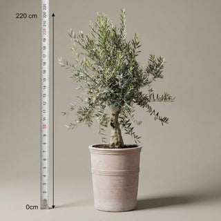 Oliventræ +35år + Terra Vita Krukke, Ø55cm (1 stk. Omplantet)