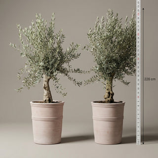 Oliventræer +35år + Krukker 'Terra Vita' Ø55 (2 stk Omplantet)