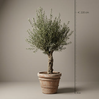 Oliventræ, Arbequina +60 år, 200-250 cm