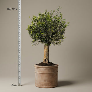 Oliventræ, Arbequina +40 år, 150-160 cm