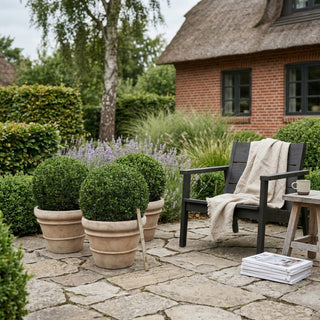 3 Ilex Crenata kugleform, Ø30-35cm + Florae Choco krukke (Omplantet)