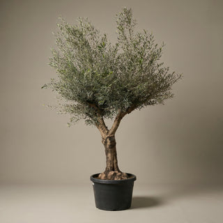 Oliventræ, Arbequina +60 år, 200-250 cm