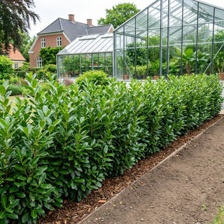 Laurbærkirsebær hæk 80-100 cm