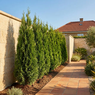 Thuja Smaragd 180-200cm, ekstra høje og kraftige!