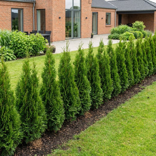 Thuja 'Brabrant' 80-100cm
