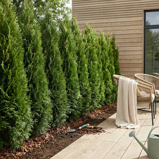 Thuja Brabant 160-180cm