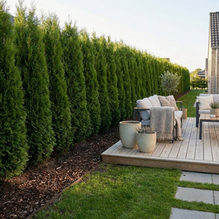 Thuja Brabant 180-200cm, ekstra høje og kraftige!