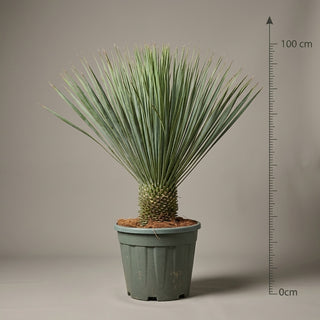 Yucca Rostrata (Mexikansk Palmelilje)