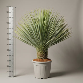 Yucca Rostrata (Mexikansk Palmelilje)