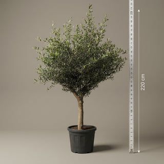 Oliventræ Arbequina +35år, 180-210cm