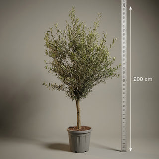 Oliventræ Arbequina +25år, 160-180cm