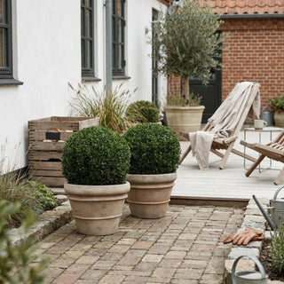 2 Ilex Crenata kugleform, Ø50-55cm + Florae Choco krukke (Omplantet)