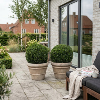 2 Ilex Crenata kugleform, Ø50-55cm + Florae Choco krukke (Omplantet)