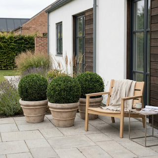 3 Ilex Crenata kugleform, Ø50-55cm + Florae Choco krukke (Omplantet)