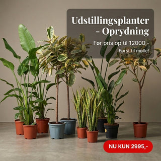 Udstillingsplanter – 9 store demoplanter - Mixpakke