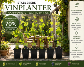 Vinplanter 90-120 cm. Perfekt til Pergola, Terrasse & Orangeri