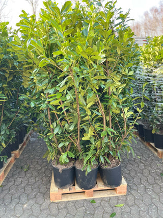 Laurbærkirsebær ‘Caucasica’ 150–170 cm – færdighæk i potte